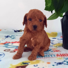 Poodle Puppy Violet