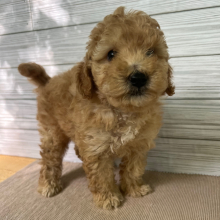 Goldendoodle Puppy Uriah
