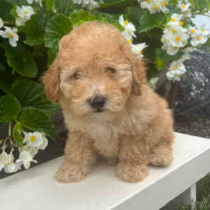 Goldendoodle Puppy Uriah