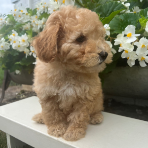 Goldendoodle Puppy Uriah