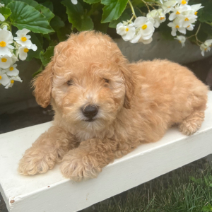 Goldendoodle Puppy Uriah