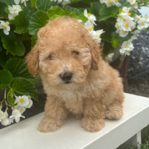 Goldendoodle Puppy Uriah