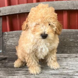 Goldendoodle Puppy Uriah