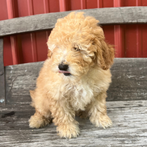 Goldendoodle Puppy Uriah