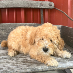 Goldendoodle Puppy Uriah