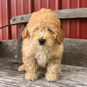 Goldendoodle Puppy Uriah