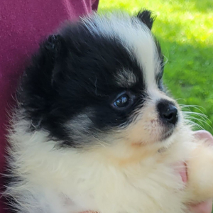 Pomeranian Puppy Molly