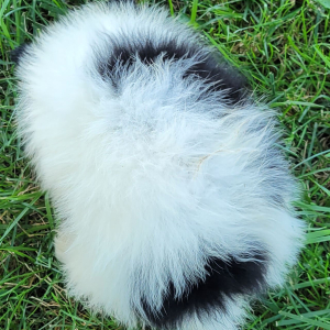 Pomeranian Puppy Molly