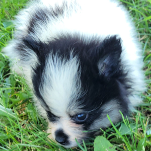 Pomeranian Puppy Molly
