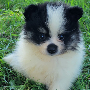 Pomeranian Puppy Molly