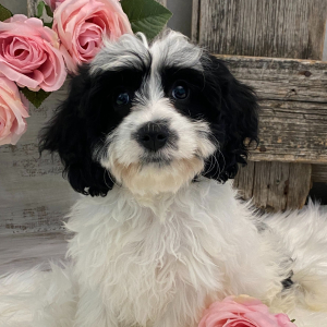 Cavachon Puppy Galena