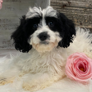 Cavachon Puppy Galena