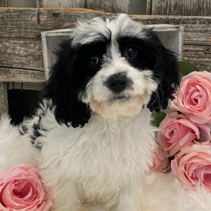 Cavachon Puppy Galena
