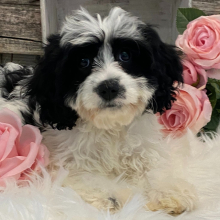 Cavachon Puppy Galena