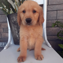 Golden Retriever Puppy Brady