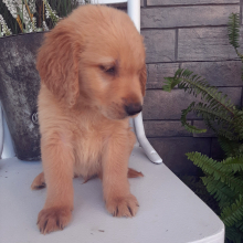 Golden Retriever Puppy Brady