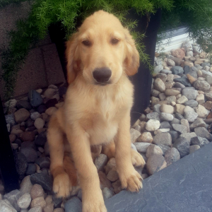Golden Retriever Puppy Brady