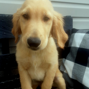 Golden Retriever Puppy Brady