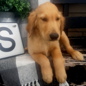 Golden Retriever Puppy Brady