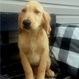 Golden Retriever Puppy Brady