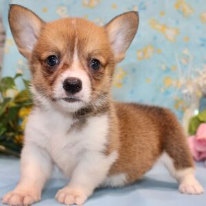 Pembroke Welsh Corgi Puppy Dreya