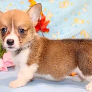 Pembroke Welsh Corgi Puppy Dreya