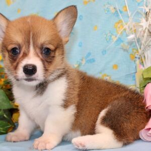 Pembroke Welsh Corgi Puppy Dreya