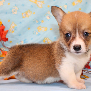 Pembroke Welsh Corgi Puppy Dreya