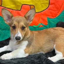 Pembroke Welsh Corgi Puppy Dreya
