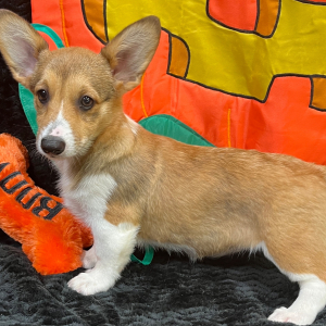 Pembroke Welsh Corgi Puppy Dreya