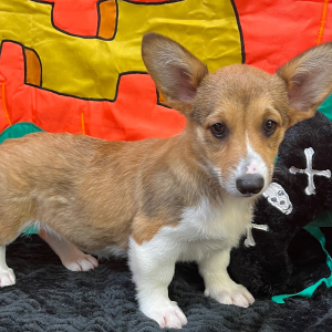 Pembroke Welsh Corgi Puppy Dreya