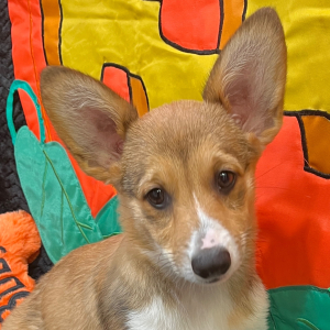 Pembroke Welsh Corgi Puppy Dreya