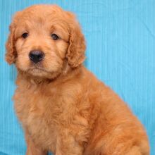 Goldendoodle Puppy Shannare