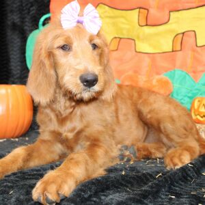 Goldendoodle Puppy Shannare