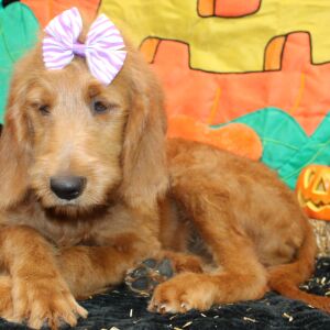 Goldendoodle Puppy Shannare