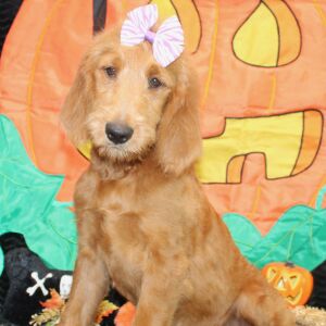 Goldendoodle Puppy Shannare