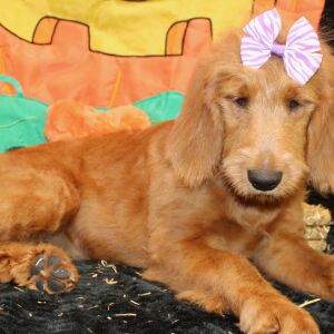 Goldendoodle Puppy Shannare
