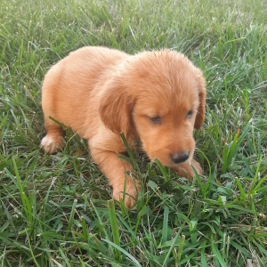 Golden Retriever Puppy Brailey