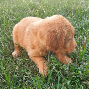 Golden Retriever Puppy Brailey