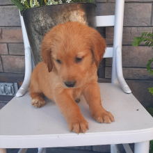 Golden Retriever Puppy Brailey
