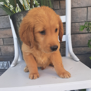 Golden Retriever Puppy Brailey