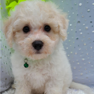 Bichon Frise Puppy Jay