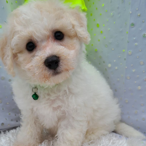 Bichon Frise Puppy Jay