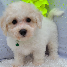 Bichon Frise Puppy Jay