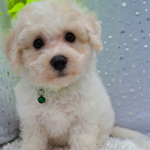 Bichon Frise Puppy Jay