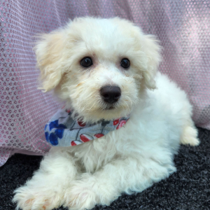 Bichon Frise Puppy Jay