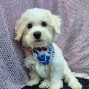 Bichon Frise Puppy Jay