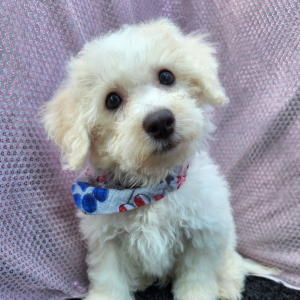 Bichon Frise Puppy Jay