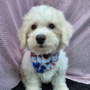 Bichon Frise Puppy Jay