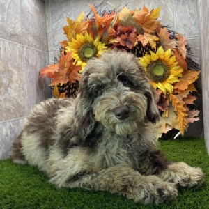Poodle Puppy Kim